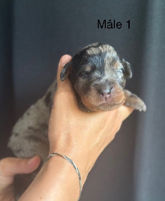 Les chiots de Berger de Beauce