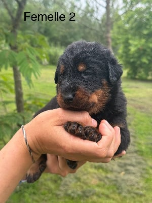 Les chiots de Berger de Beauce