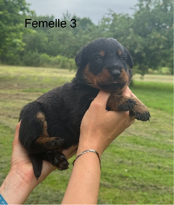 Les chiots de Berger de Beauce