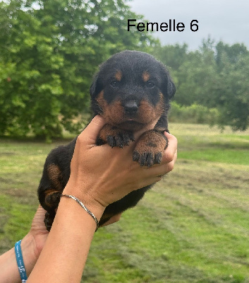 Les chiots de Berger de Beauce