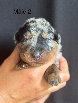 Les chiots de Berger de Beauce