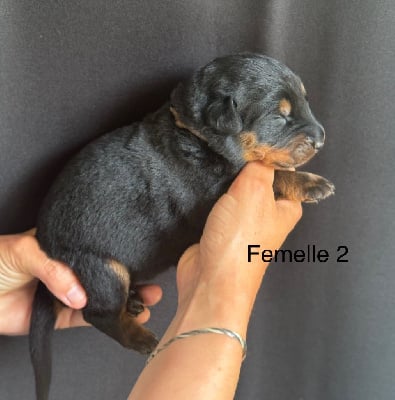 Les chiots de Berger de Beauce