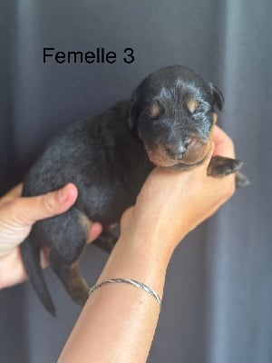 Les chiots de Berger de Beauce