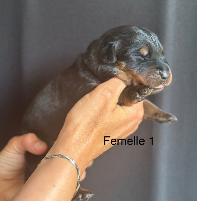 Les chiots de Berger de Beauce