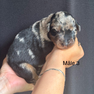 Les chiots de Berger de Beauce
