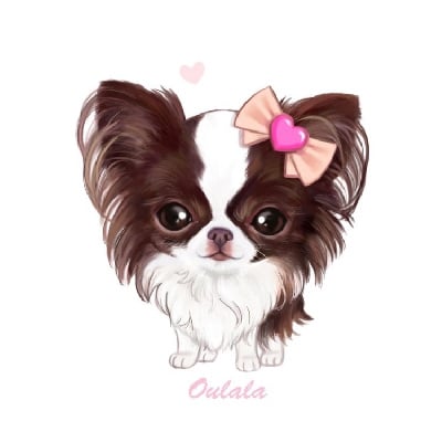 Étalon Chihuahua - Oulala Des Minis Pepites