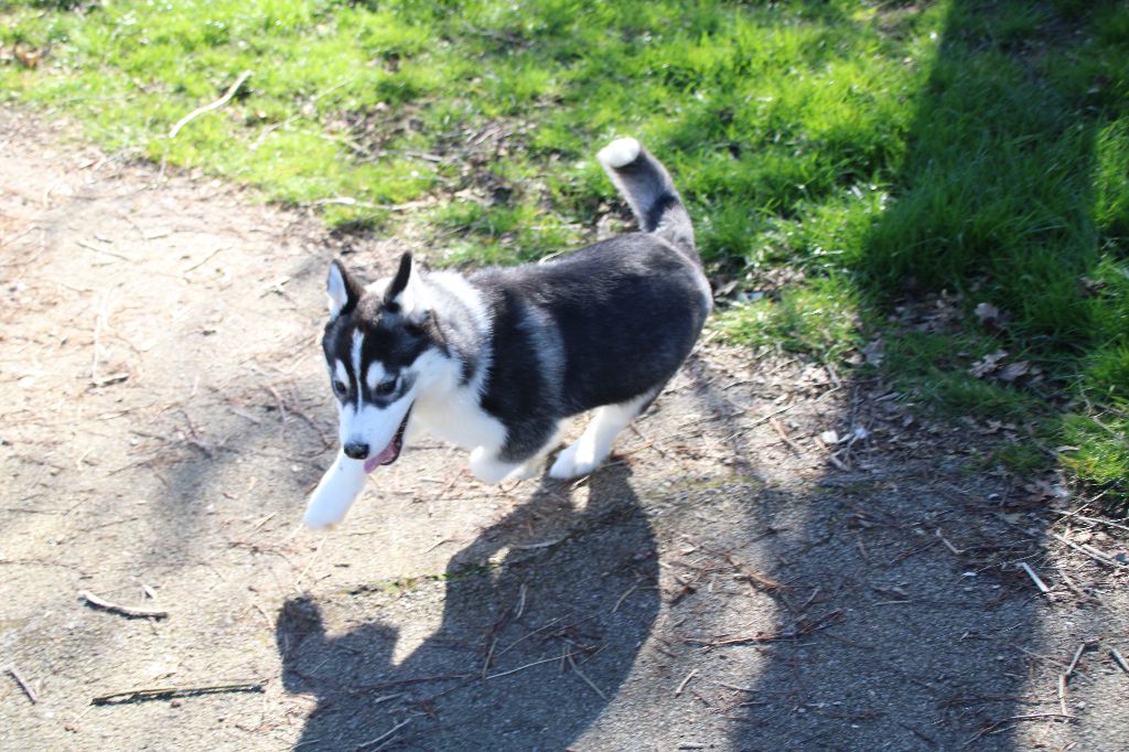 CHIOT 6 noir et blanc - Siberian Husky