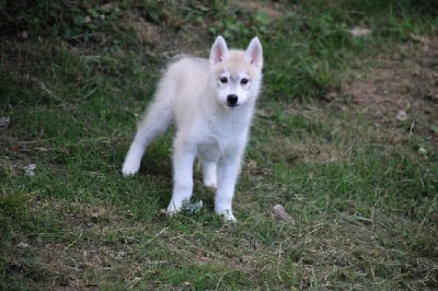 Les chiots de Siberian Husky