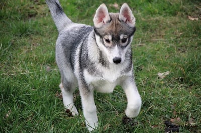 Les chiots de Siberian Husky