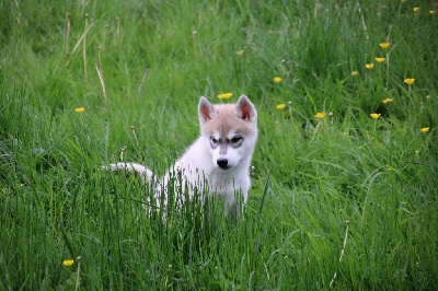 Les chiots de Siberian Husky