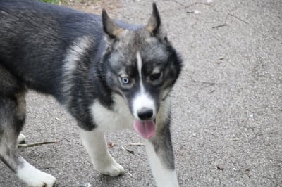 Les chiots de Siberian Husky