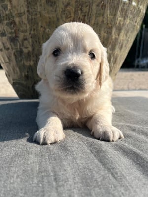 Les chiots de Golden Retriever