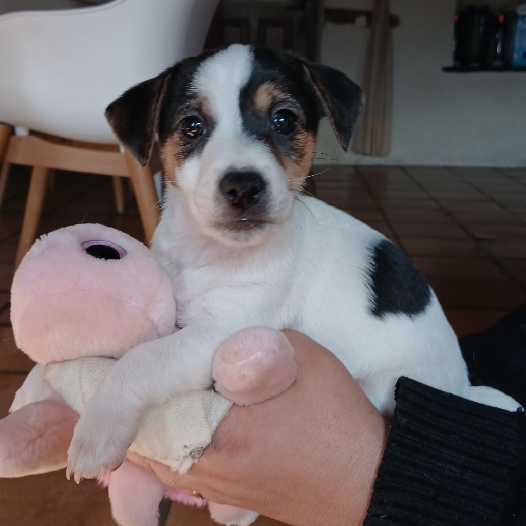 Valence - Jack Russell Terrier