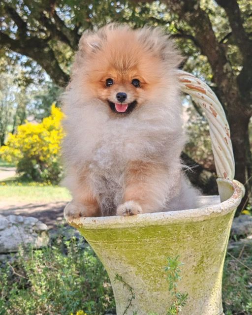 CHIOT 2 - Spitz allemand