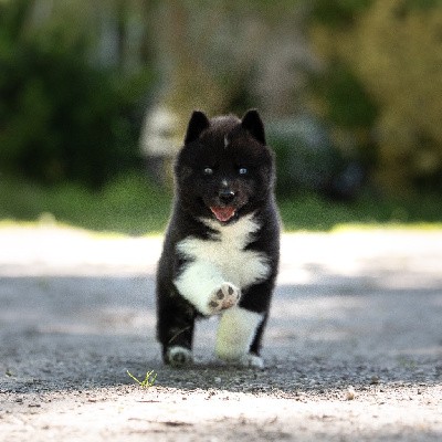 Siberian Husky