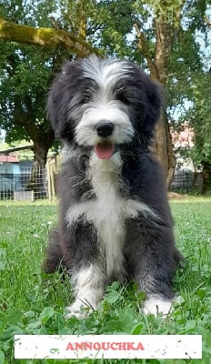 Les chiots de Bearded Collie