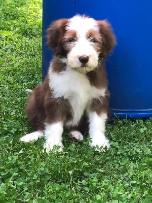 Les chiots de Bearded Collie
