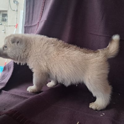 Les chiots de Siberian Husky