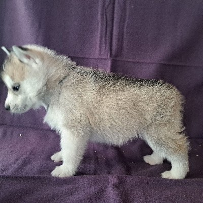 Siberian Husky