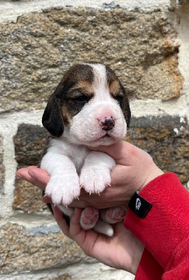 Femelle 2 - Beagle