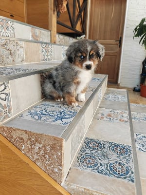 Les chiots de Berger Américain Miniature
