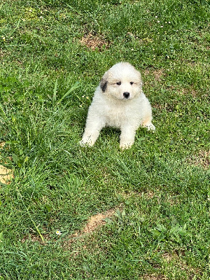 Les chiots de Chien de Montagne des Pyrenees