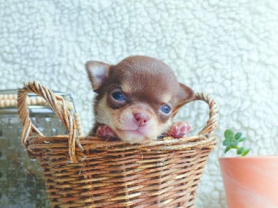 Les chiots de Chihuahua