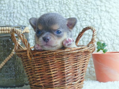 Les chiots de Chihuahua