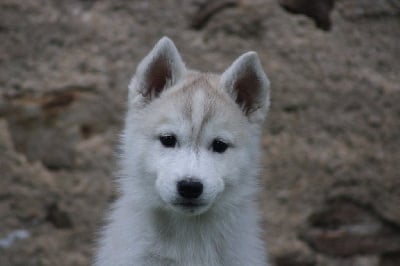 Les chiots de Siberian Husky