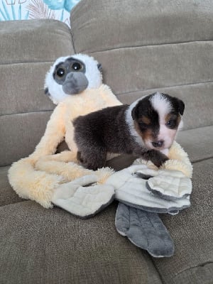Les chiots de Berger Australien
