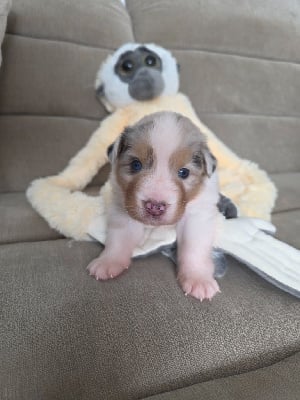 Les chiots de Berger Australien