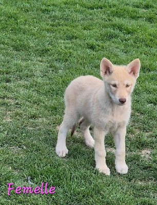 Les chiots de Chien-loup de Saarloos