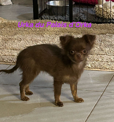 URKA - Chihuahua