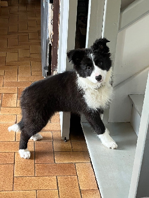 Les chiots de Border Collie