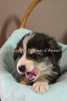 Les chiots de Welsh Corgi Pembroke