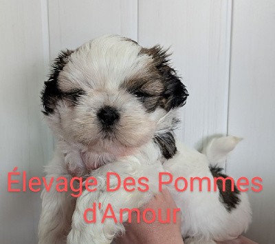 Shih Tzu