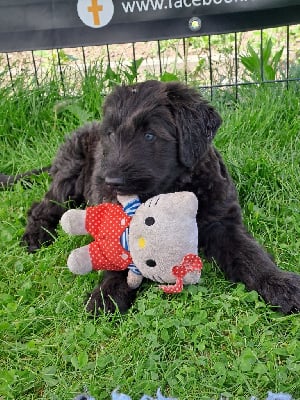 Les chiots de Berger de Brie