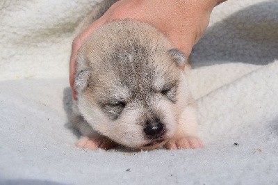 Siberian Husky