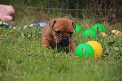 Les chiots de Bulldog continental