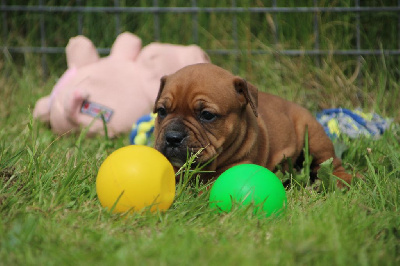 Les chiots de Bulldog continental