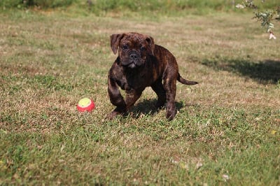 Les chiots de Bulldog continental