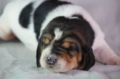 Les chiots de Basset Hound