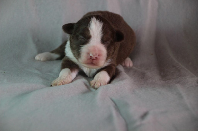 Les chiots de Berger Américain Miniature