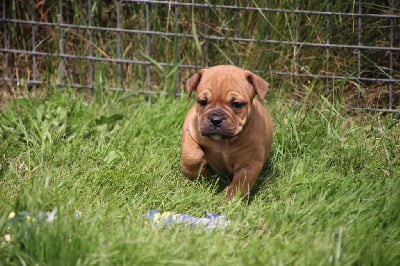 Les chiots de Bulldog continental