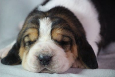 Les chiots de Basset Hound