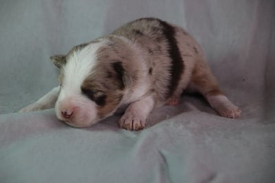 Les chiots de Berger Américain Miniature