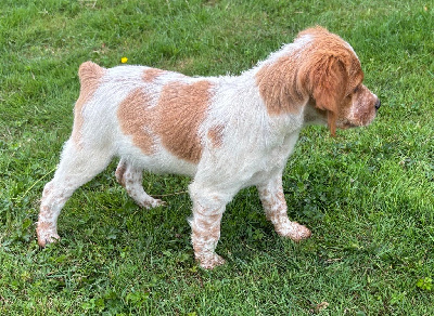 Les chiots de Epagneul Breton