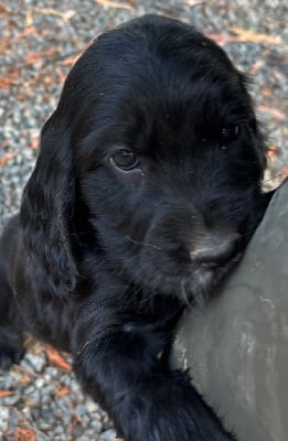 Les chiots de Cocker Spaniel Anglais
