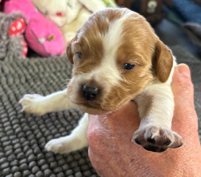 Les chiots de Epagneul Breton