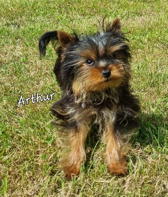 Les chiots de Yorkshire Terrier